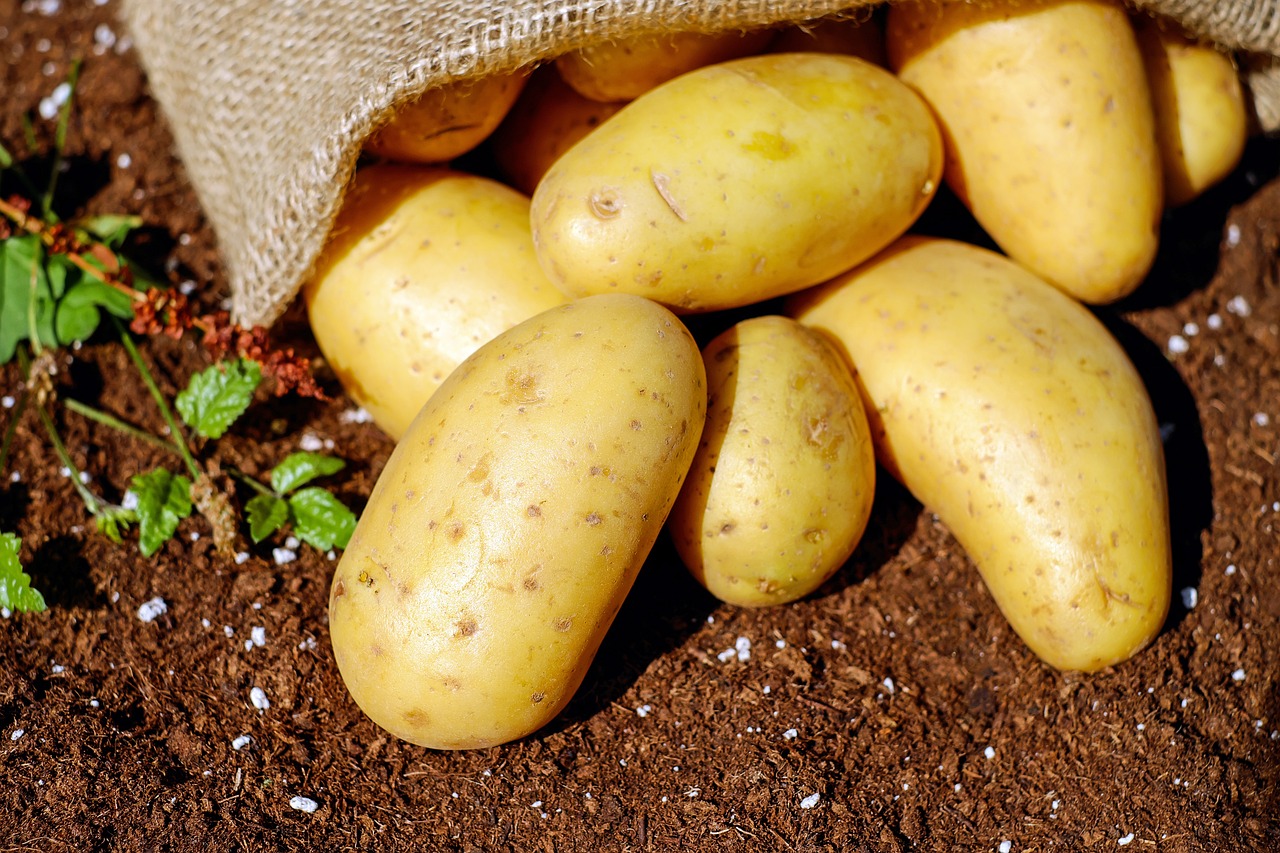 pomme-de-terre
